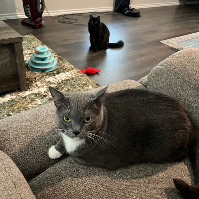Ashleigh's Cat Care In Lavon