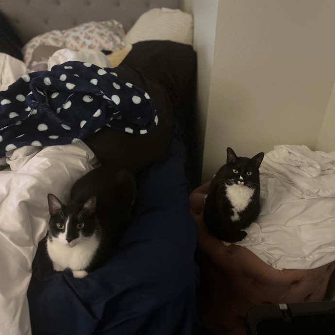 Ashleigh's Cat Care In Lavon