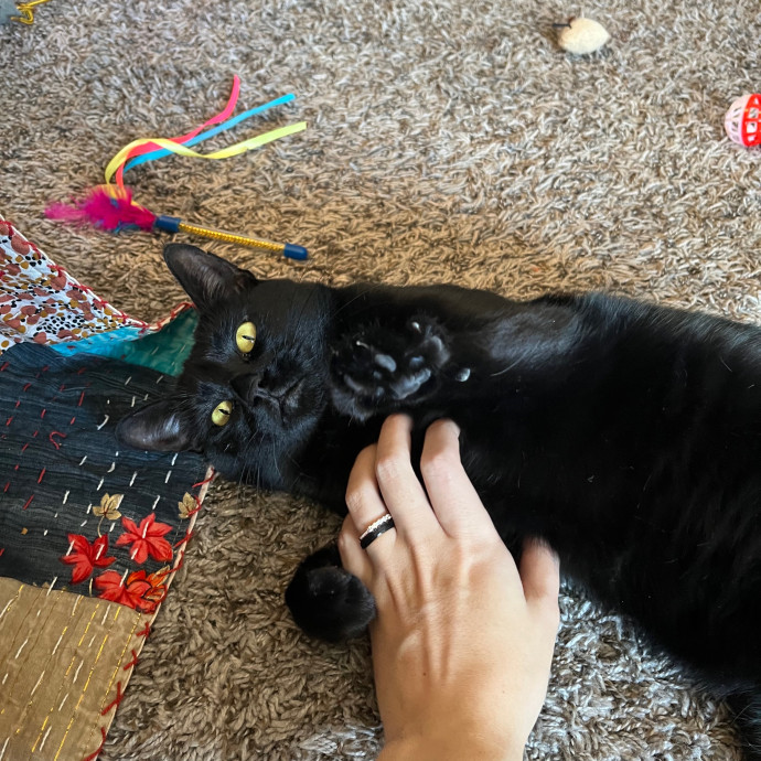 Ashleigh's Cat Care In Lavon