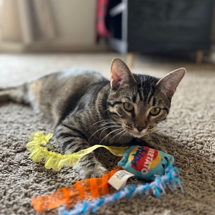 Ashleigh's Cat Care In Lavon photo 3
