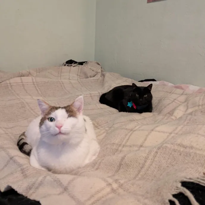 Caring And Attentive Cat Whisper photo 2