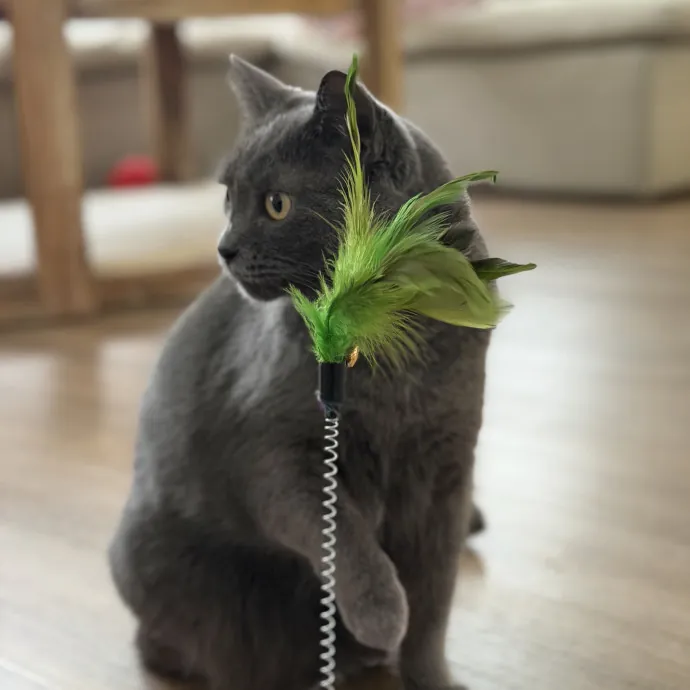 Reliable And Responsible Cat Lover