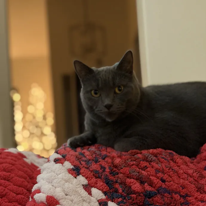 Reliable And Responsible Cat Lover