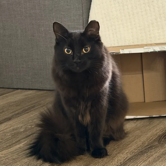 Reliable And Responsible Cat Lover