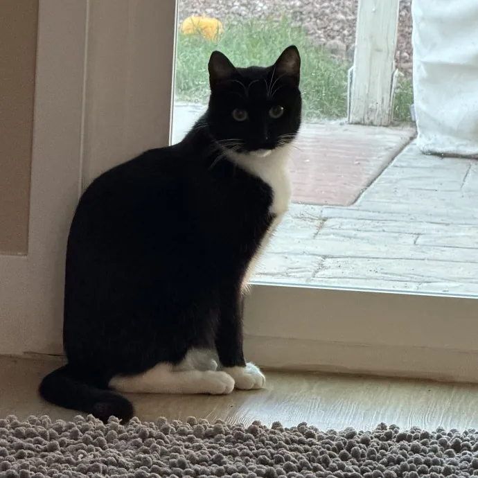 Reliable And Responsible Cat Lover