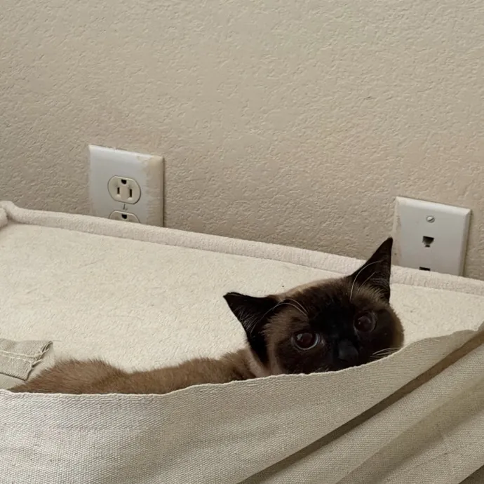 Reliable And Responsible Cat Lover