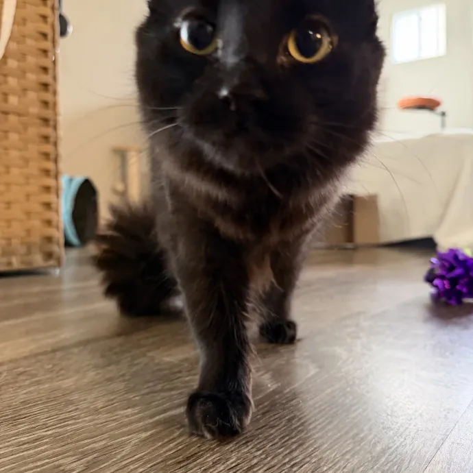 Reliable And Responsible Cat Lover