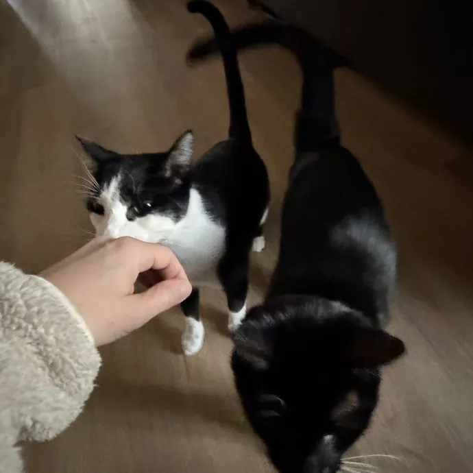 Reliable And Responsible Cat Lover