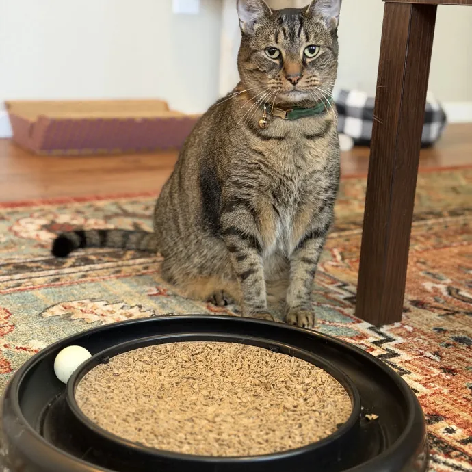 Reliable And Responsible Cat Lover photo 4