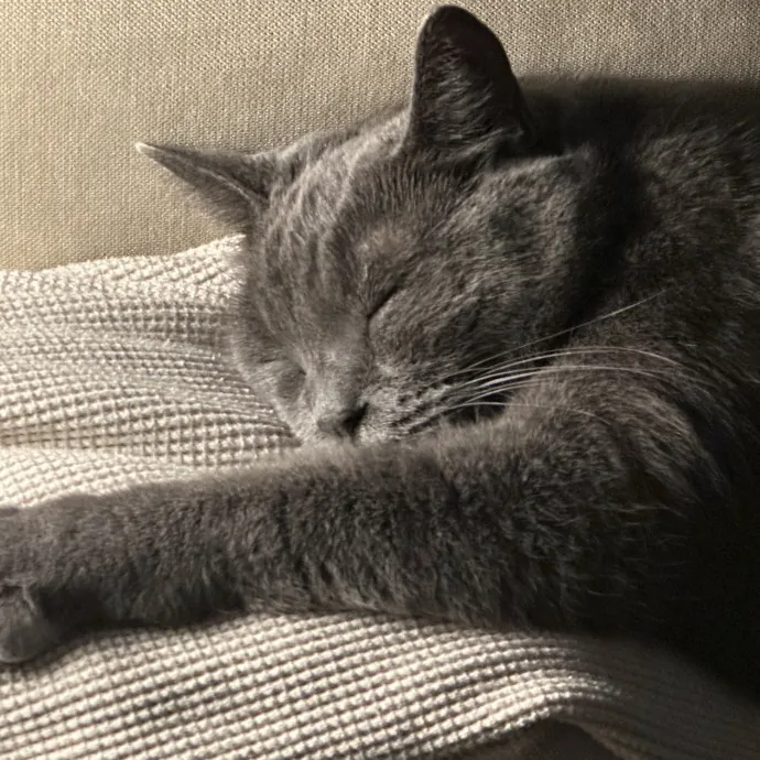 Reliable And Responsible Cat Lover photo 2