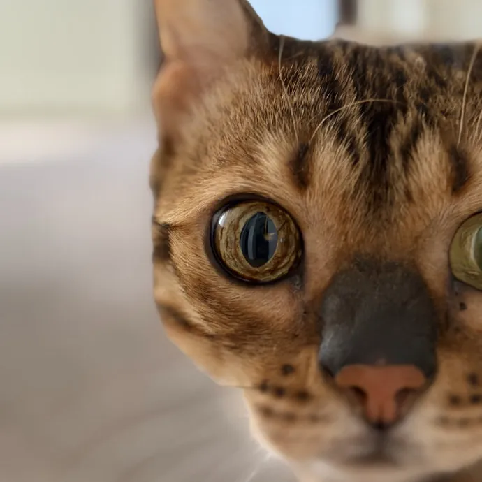 Reliable And Responsible Cat Lover