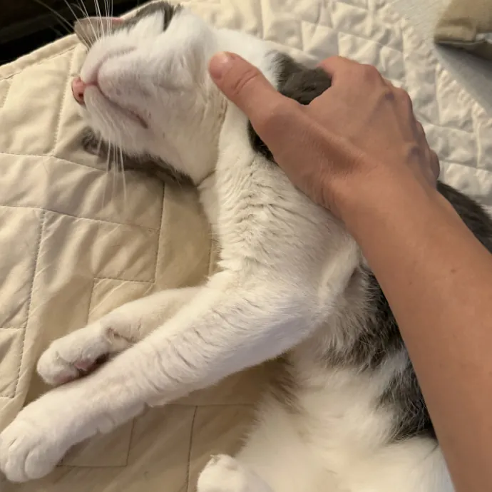 Reliable And Responsible Cat Lover