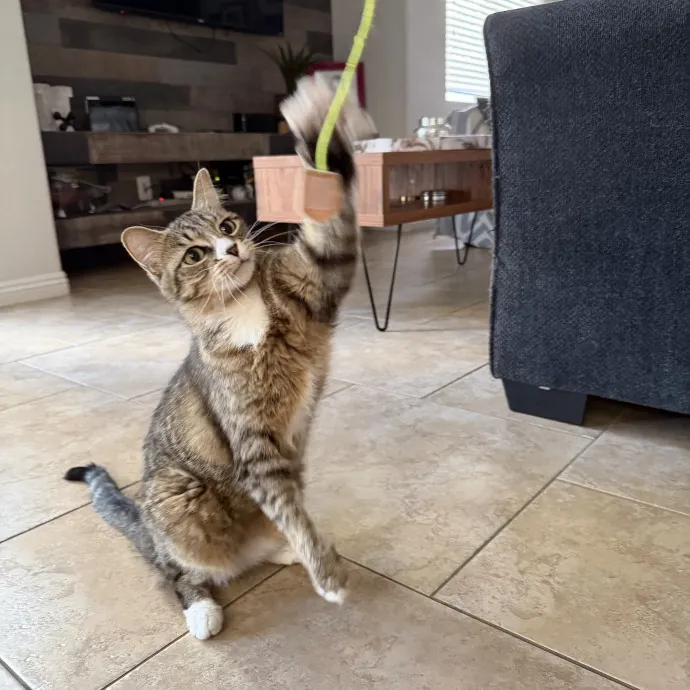 Reliable And Responsible Cat Lover