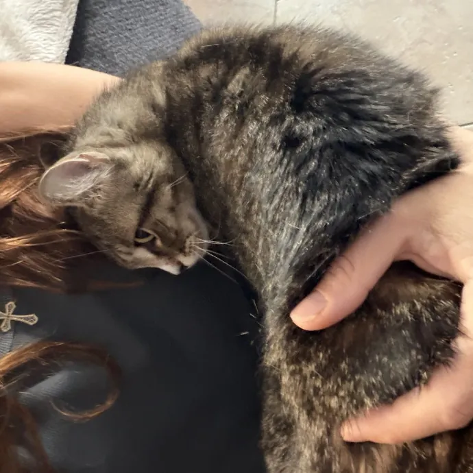 Reliable And Responsible Cat Lover