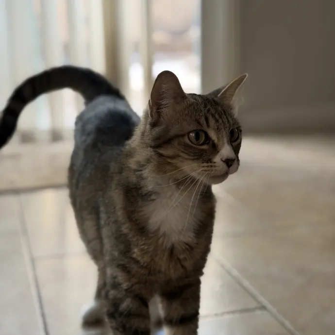 Reliable And Responsible Cat Lover
