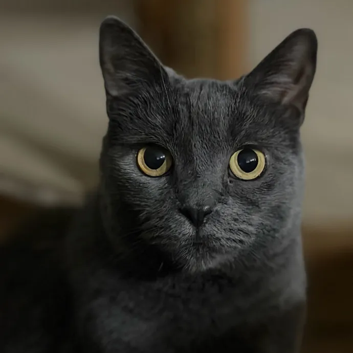 Reliable And Responsible Cat Lover
