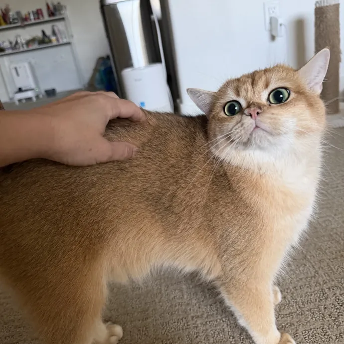 Reliable And Responsible Cat Lover