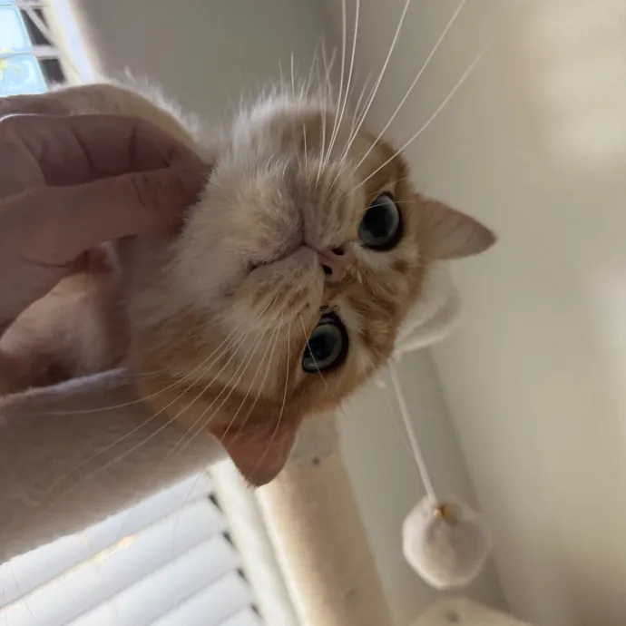 Reliable And Responsible Cat Lover