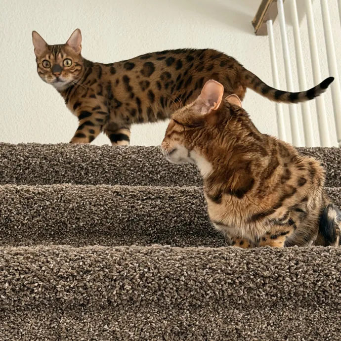 Reliable And Responsible Cat Lover
