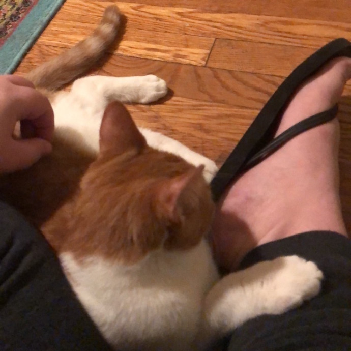 Ariel The Cat Whisperer
