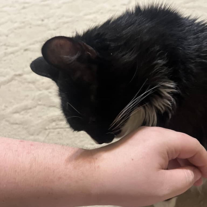 Ariel The Cat Whisperer