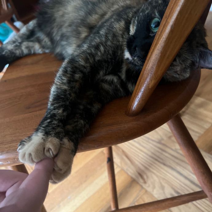 Ariel The Cat Whisperer