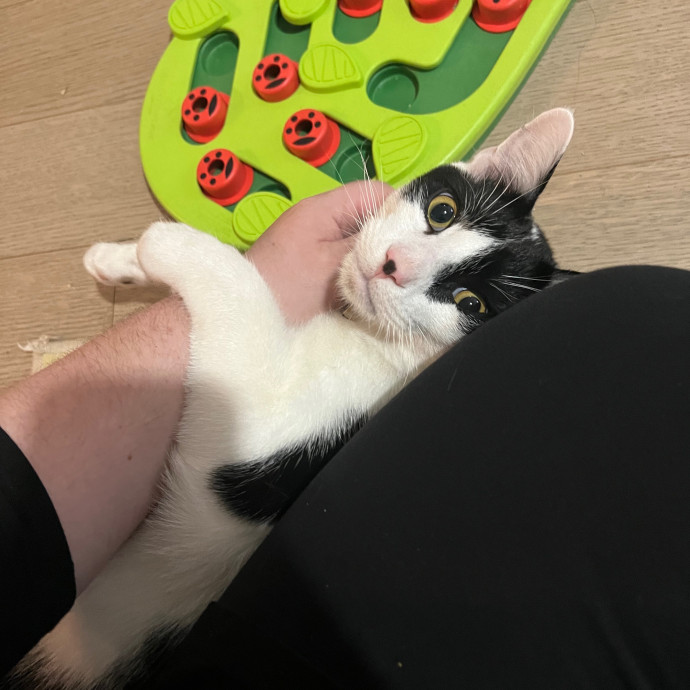 Ariel The Cat Whisperer