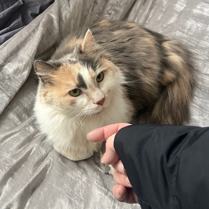 Ariel The Cat Whisperer