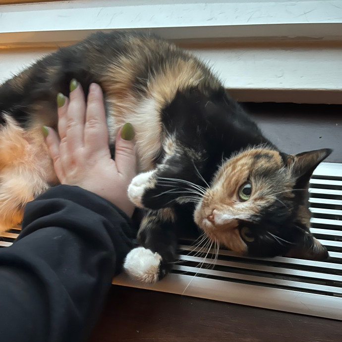 Ariel The Cat Whisperer