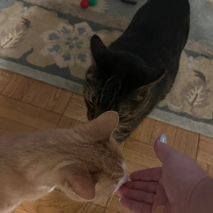 Ariel The Cat Whisperer photo 2