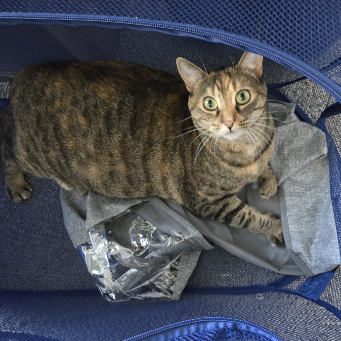 Loving Cat Care While You're Away