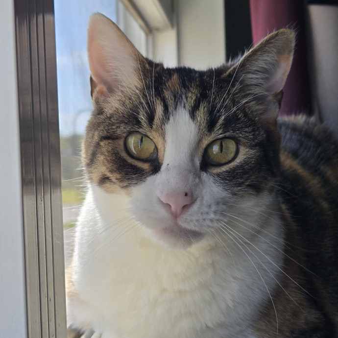 Loving Cat Care While You're Away photo 3