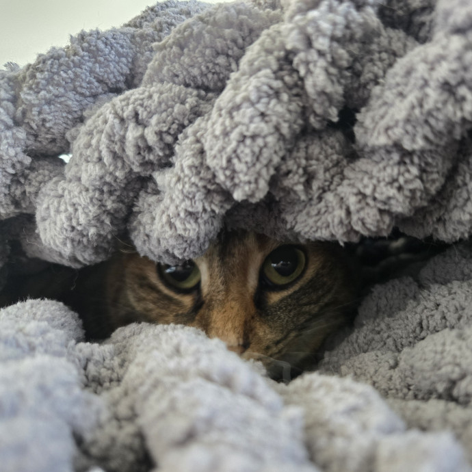 Loving Cat Care While You're Away photo 2