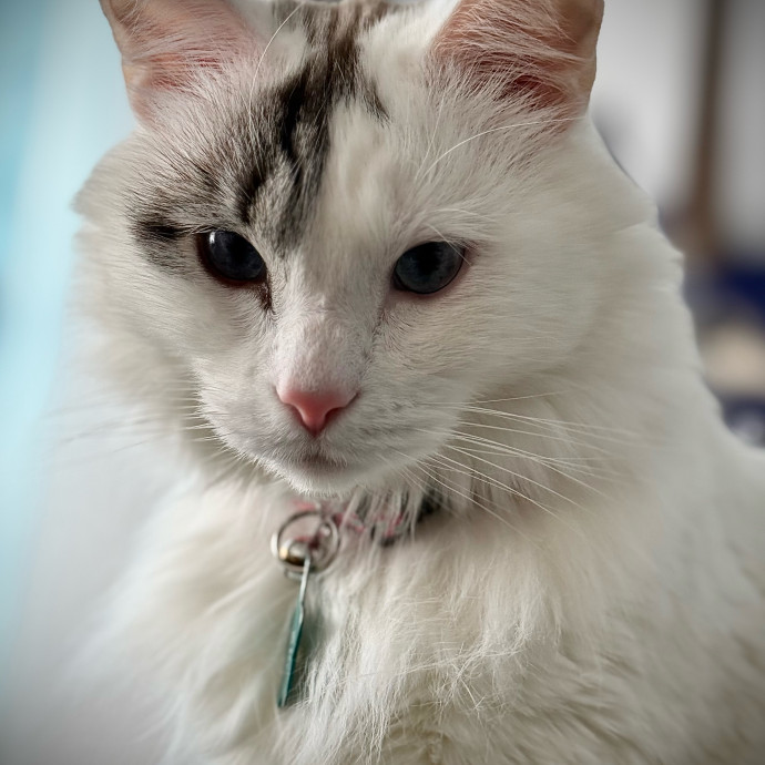 In Purr-Fect Harmony