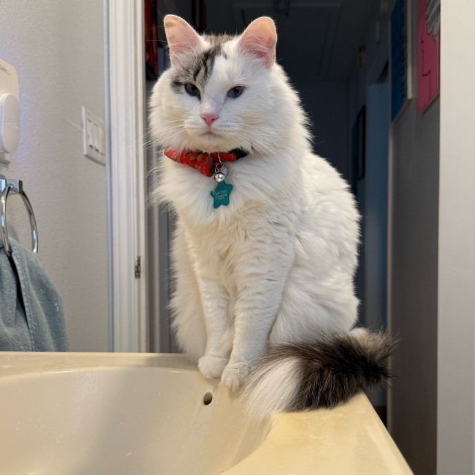 In Purr-Fect Harmony