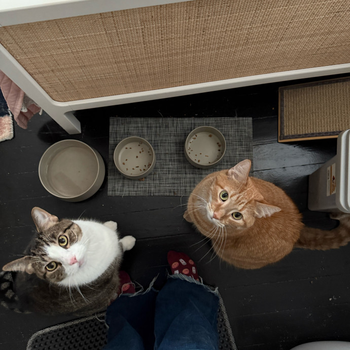 In Purr-Fect Harmony