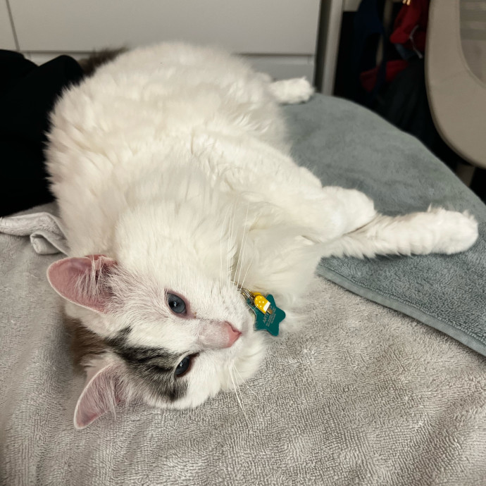 In Purr-Fect Harmony