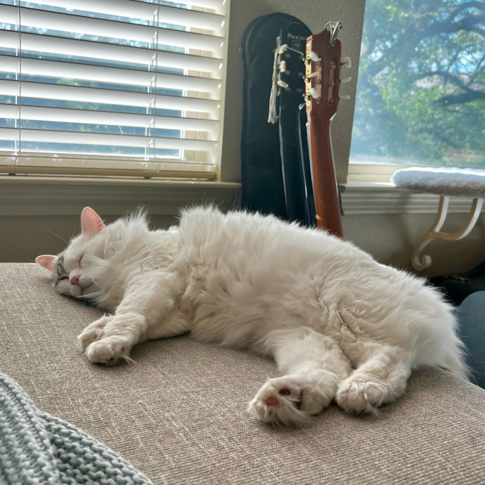 In Purr-Fect Harmony