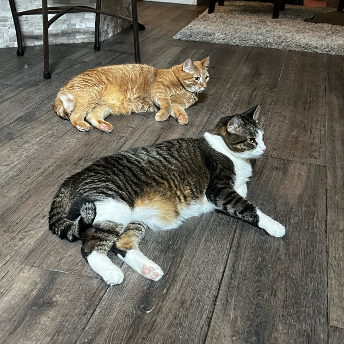 In Purr-Fect Harmony