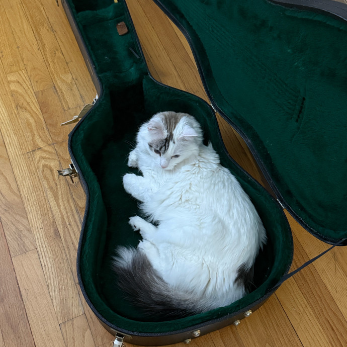 In Purr-Fect Harmony photo 3