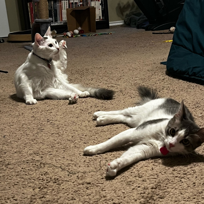 In Purr-Fect Harmony photo 2