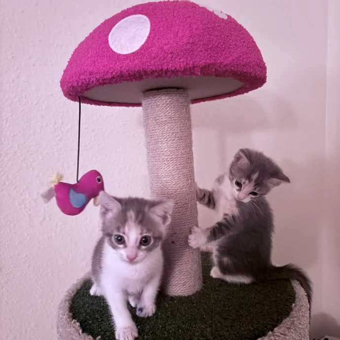 Your Cat's New Best Friend photo 4