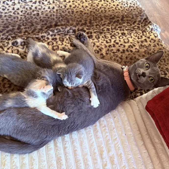 Your Cat's New Best Friend photo 3