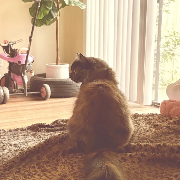 Your Cat's New Best Friend photo 2