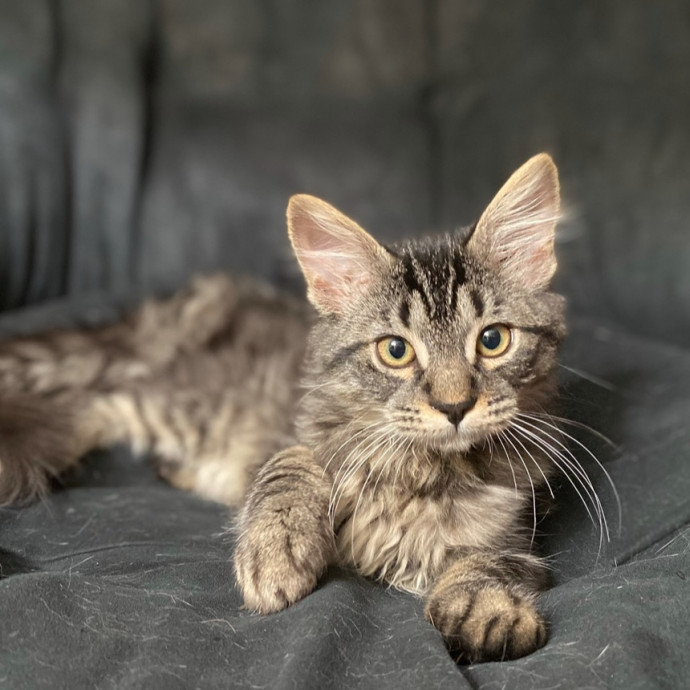 Feline Fun Tlc