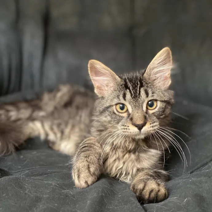 Feline Fun Tlc