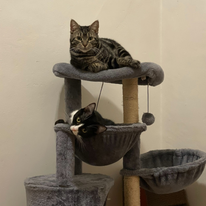 Feline Fun Tlc