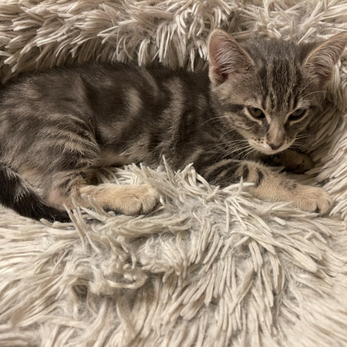 Feline Fun Tlc