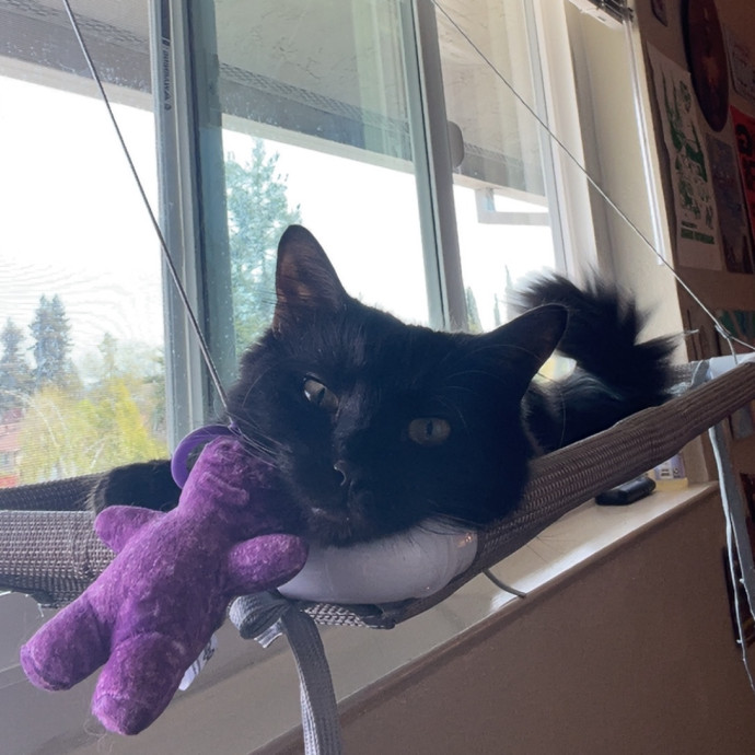 Feline Fun Tlc photo 2