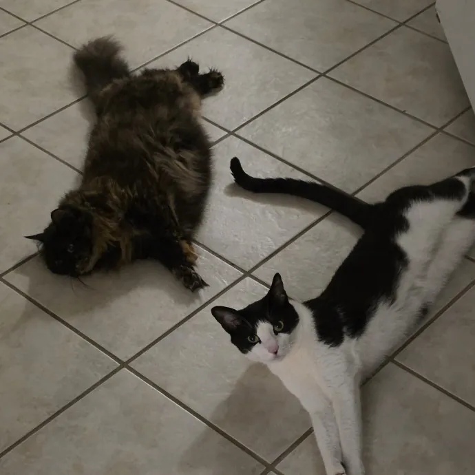 I Can Be Whatever Your Cats Need photo 3